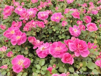 仙境盆栽月季杯苗粉色丰花，绿化工程批发