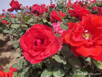 月季、玫瑰、蔷薇分别是什么？如何区别？